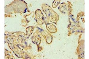 Immunohistochemistry of paraffin-embedded human placenta tissue using ABIN7170604 at dilution of 1:100 (Spindlin 2B 抗体  (AA 1-258))