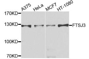 Western blot analysis of extracts of various cell lines, using FTSJ3 antibody (ABIN6003703) at 1/1000 dilution. (FTSJ3 抗体)