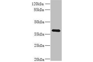 Western blot All lanes: WNT4 antibody at 8 μg/mL + MCF-7 whole cell lysate Secondary Goat polyclonal to rabbit IgG at 1/10000 dilution Predicted band size: 40, 33 kDa Observed band size: 40 kDa (WNT4 抗体  (AA 23-351))