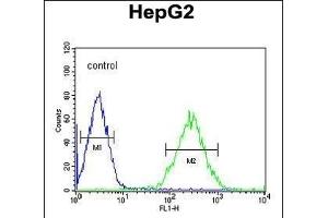 BDHA1 Antibody (Center) (ABIN651743 and ABIN2840384) flow cytometric analysis of HepG2 cells (right histogram) compared to a negative control cell (left histogram). (PDHA1 抗体  (AA 228-255))