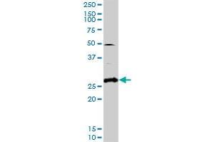 Western Blotting (WB) image for anti-Progestagen-Associated Endometrial Protein (PAEP) (AA 1-180) antibody (ABIN518584)