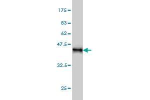 KIF15 antibody  (AA 1279-1385)