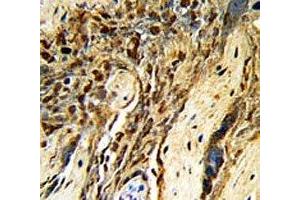 IHC analysis of FFPE human placenta with MGMT antibody (MGMT 抗体  (AA 156-182))