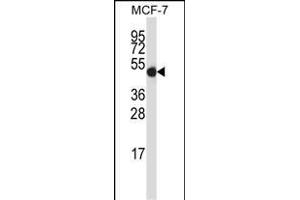 GDI2 Antibody (Center) (ABIN657709 and ABIN2846700) western blot analysis in MCF-7 cell line lysates (35 μg/lane). (GDI2 抗体  (AA 135-164))