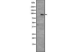 Western blot analysis of CCNT1 expression in Hela cell lysate,The lane on the left is treated with the antigen-specific peptide. (Cyclin T1 抗体  (C-Term))