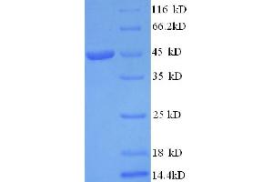 SDS-PAGE (SDS) image for Interleukin 1 alpha (IL1A) (AA 113-271), (full length) protein (GST tag) (ABIN7479623)