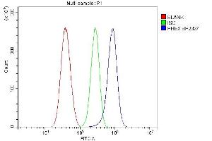 anti-Phosphate Regulating Endopeptidase Homolog, X-Linked (PHEX) (AA 145-718) antibody