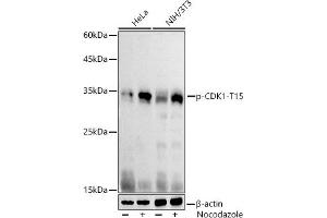 Western blot analysis of extracts of various cell lines, using Phospho-CDK1-T15 antibody (ABIN3019442, ABIN3019443, ABIN3019444 and ABIN6225371) at 1:1000 dilution. (CDK1 抗体  (pTyr15))
