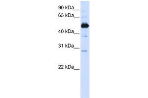 WB Suggested Anti-FAM134B Antibody Titration:  0. (FAM134B 抗体  (Middle Region))