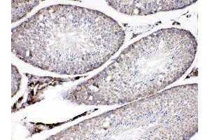 ADFP was detected in paraffin-embedded sections of mouse testis tissues using rabbit anti- ADFP Antigen Affinity purified polyclonal antibody (Catalog # ) at 1 µg/mL. (ADRP 抗体  (AA 226-418))