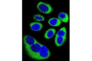 Confocal immunofluorescent analysis of GOT1L1 Antibody (C-term)(Cat#AP51895PU-N) with U-251MG cell followed by Alexa Fluor 488-conjugated goat anti-rabbit lgG (green). (GOT1L1 抗体  (C-Term))