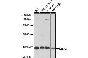 Western blot analysis of extracts of various cell lines, using REEP2 Rabbit pAb (ABIN7269887) at 1:1000 dilution. (REEP2 抗体  (AA 93-252))