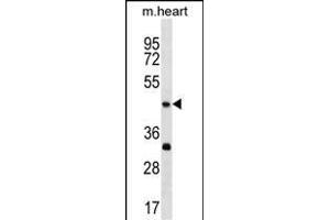 Mouse Actl7b Antibody (Center) (ABIN1538126 and ABIN2850142) western blot analysis in mouse heart tissue lysates (35 μg/lane). (Actl7b 抗体  (AA 227-253))