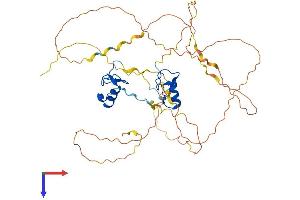 GATA3 Protein (AA 1-443) (His tag)
