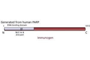 Image no. 2 for anti-Poly (ADP-Ribose) Polymerase 1 (PARP1) antibody (ABIN967540) (PARP1 抗体)