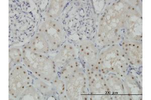 Immunoperoxidase of monoclonal antibody to CDADC1 on formalin-fixed paraffin-embedded human kidney. (CDADC1 抗体  (AA 423-514))