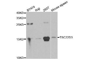 Western blot analysis of extracts of various cell lines, using TSC22D3 antibody. (TSC22D3 抗体)