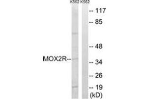 Western blot analysis of extracts from K562 cells, using MOX2R Antibody.