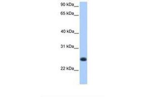 Image no. 1 for anti-Chromosome 12 Open Reading Frame 68 (C12orf68) (AA 51-100) antibody (ABIN6739437) (C12ORF68 抗体  (AA 51-100))
