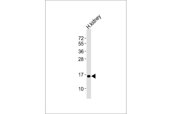 NFE4 antibody  (C-Term)