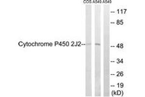 Western blot analysis of extracts from A549/COS7 cells, using Cytochrome P450 2J2 Antibody. (CYP2J2 抗体  (AA 231-280))