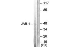 Western blot analysis of extracts from LOVO cells, using JAB1 Antibody. (COPS5 抗体  (AA 374-423))