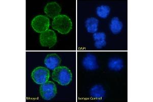 Immunofluorescence staining of fixed Daudi cells with anti-CD40 antibody 5D12. (Recombinant CD40 抗体)