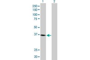 Western Blot analysis of LAIR1 expression in transfected 293T cell line by LAIR1 MaxPab polyclonal antibody. (LAIR1 抗体  (AA 1-287))
