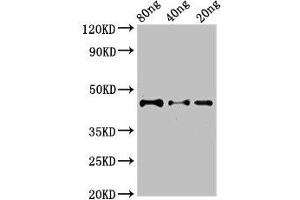 Western Blot Positive WB detected in Recombinant protein All lanes: DYNC2H1 antibody at 2. (DYNC2H1 抗体  (AA 1928-2065))