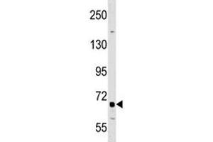DR6 antibody western blot analysis in A549 lysate. (TNFRSF21 抗体  (AA 356-385))