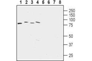 Western Blotting (WB) image for anti-Leucine Zipper-EF-Hand Containing Transmembrane Protein 1 (LETM1) (AA 587-600), (Mitochondrial Matrix) antibody (ABIN7043303)