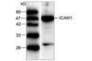 Image no. 1 for anti-Intercellular Adhesion Molecule 1 (ICAM1) (AA 301-532) antibody (ABIN791496) (ICAM1 抗体  (AA 301-532))