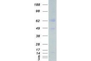 Western Blotting (WB) image for Age-Related Maculopathy Susceptibility 2 (ARMS2) protein (Myc-DYKDDDDK Tag) (ABIN2714451)