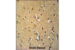 TNFRSF8-Y479 Antibody immunohistochemistry analysis in formalin fixed and paraffin embedded human brain tissue followed by peroxidase conjugation of the secondary antibody and DAB staining. (TNFRSF8 抗体  (AA 458-487))