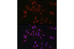 Immunofluorescence (IF) image for anti-Chromosome 9 Open Reading Frame 72 (C9ORF72) (AA 1-230) antibody (ABIN7266391)