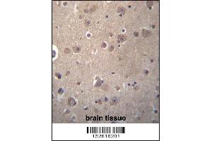 SNX4 Antibody immunohistochemistry analysis in formalin fixed and paraffin embedded human brain tissue followed by peroxidase conjugation of the secondary antibody and DAB staining. (Sorting Nexin 4 抗体  (C-Term))