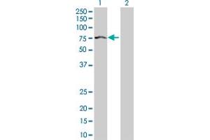 Western Blot analysis of IGF2BP2 expression in transfected 293T cell line by IGF2BP2 MaxPab polyclonal antibody. (IGF2BP2 抗体  (AA 1-598))