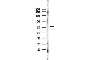 anti-c-Fos (c-Fos) (N-Term) antibody