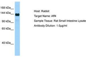 Image no. 1 for anti-AF4/FMR2 Family, Member 4 (AFF4) (AA 751-800) antibody (ABIN6749818) (AFF4 抗体  (AA 751-800))