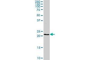 BST2 MaxPab rabbit polyclonal antibody. (BST2 抗体  (AA 40-180))