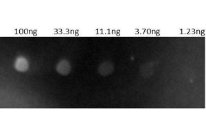 Dot Blot results of Goat Anti-Human IgG Antibody Rhodamine Conjugate. (山羊 anti-人 IgG (Heavy & Light Chain) Antibody (TRITC) - Preadsorbed)