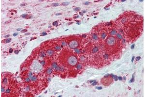 Human Small Intestine, Myenteric Plexus: Formalin-Fixed, Paraffin-Embedded (FFPE) (TUBB2A 抗体  (AA 1-446))