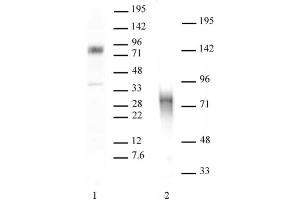 MBD1 antibody tested by Western blot. (MBD1 抗体  (C-Term))