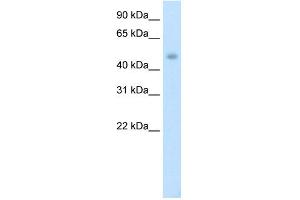 WB Suggested Anti-PTDSR Antibody Titration:  1. (JMJD6 抗体  (C-Term))
