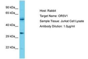 Image no. 1 for anti-Olfactory Receptor, Family 5, Subfamily V, Member 1 (OR5V1) (AA 215-264) antibody (ABIN6750695) (OR5V1 抗体  (AA 215-264))