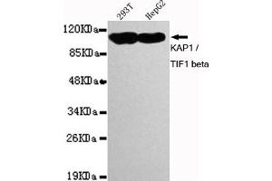 Western blot detection of K / TIF1 beta in 293T and HepG2 cell lysates using K / TIF1 beta mouse mAb (1:1000 diluted).