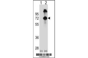 Western blot analysis of ASPSCR1 using rabbit polyclonal ASPSCR1 Antibody using 293 cell lysates (2 ug/lane) either nontransfected (Lane 1) or transiently transfected (Lane 2) with the ASPSCR1 gene. (ASPSCR1 抗体  (N-Term))