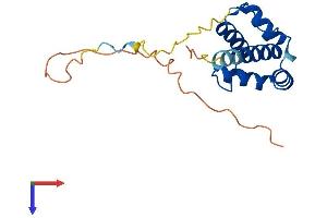 PLAC8-Like 1 (PLAC8L1) (AA 1-177) protein (His tag)