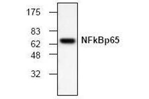 Western Blotting (WB) image for anti-Nuclear Factor-kB p65 (NFkBP65) antibody (ABIN126921) (NF-kB p65 抗体)