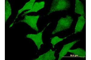 Immunofluorescence (IF) image for anti-Calcium Channel, Voltage-Dependent, alpha 2/delta Subunit 2 (CACNA2D2) (AA 65-162) antibody (ABIN522733)